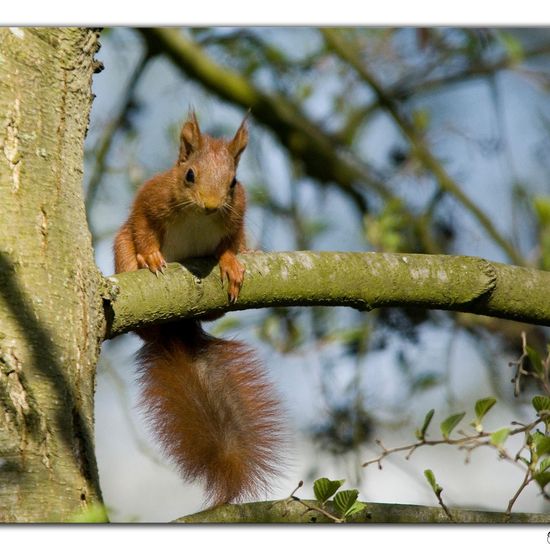 Red Squirrel: Animal in habitat Backyard in the NatureSpots App