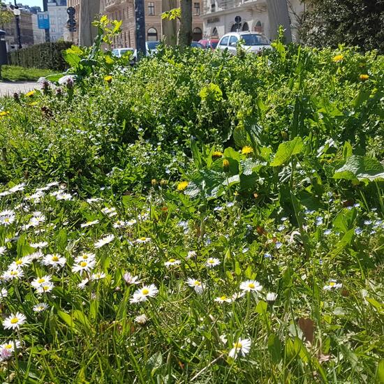 Landschaft: Stadt und Garten im Habitat Anderes Stadthabitat in der NatureSpots App