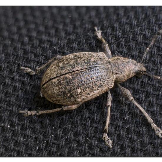 Liophloeus tessulatus: Tier im Habitat Garten in der NatureSpots App