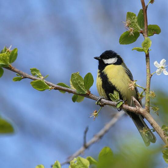 Kohlmeise: Tier im Habitat Auwald in der NatureSpots App