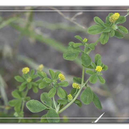 Medicago lupulina: Plant in habitat Semi-natural grassland in the NatureSpots App