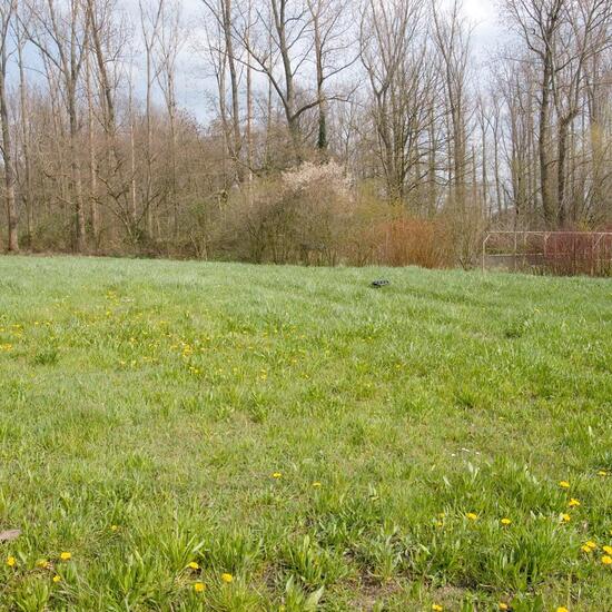 Landschaft: Grasland und Büsche im Habitat Halb-natürliches Grasland in der NatureSpots App