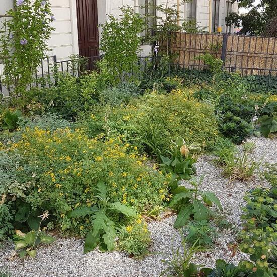 Landschaft: Stadt und Garten im Habitat Hecke/Blumenbeet in der NatureSpots App