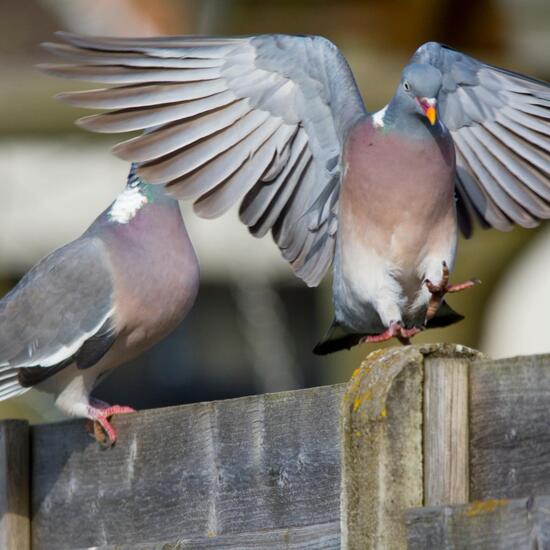 Common Wood Pigeon: Animal in habitat Garden in the NatureSpots App