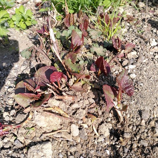 Japanischer Staudenknöterich: Pflanze im Habitat Bach in der NatureSpots App