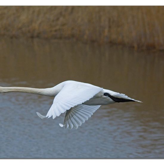 Höckerschwan: Tier im Habitat Teich in der NatureSpots App