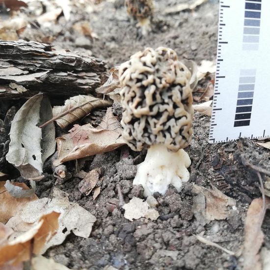 Common morel: Mushroom in habitat Temperate forest in the NatureSpots App