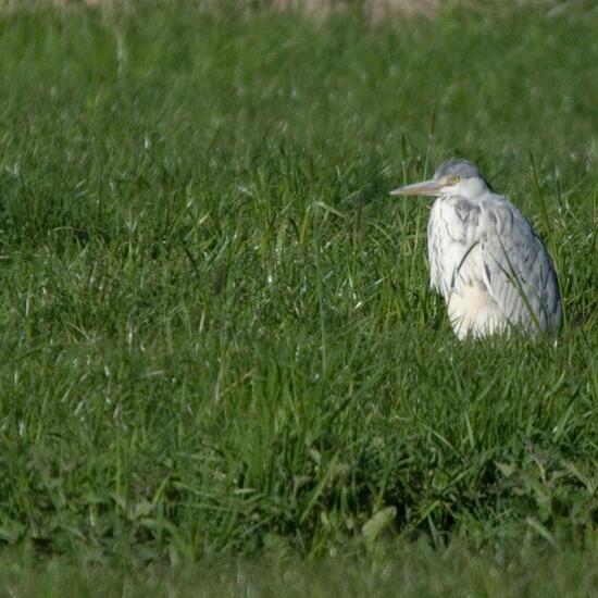 Grey Heron: Animal in habitat Agricultural meadow in the NatureSpots App