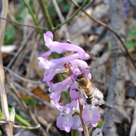 Hohler Lerchensporn: Pflanze im Habitat Wald der gemäßigten Breiten in der NatureSpots App