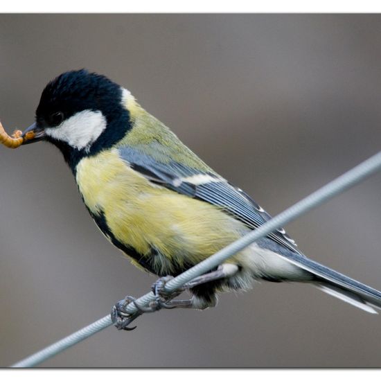 Kohlmeise: Tier im Habitat Garten in der NatureSpots App