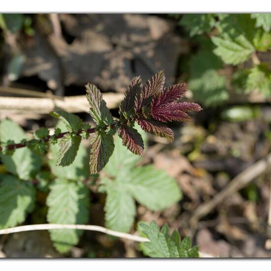 Filipendula ulmaria: Plant in habitat Forest in the NatureSpots App