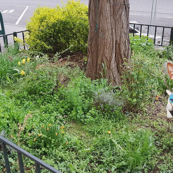 Landschaft: Stadt und Garten im Habitat Hecke/Blumenbeet in der NatureSpots App