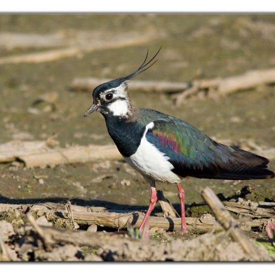 Northern Lapwing: Animal in habitat Crop cultivation in the NatureSpots App