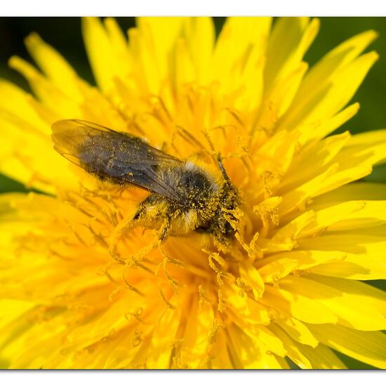 Andrena vaga: Animal in nature in the NatureSpots App