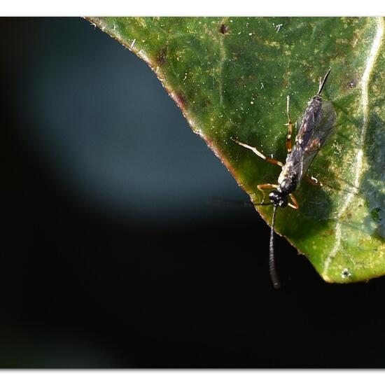 Schlupfwespen: Tier im Habitat Garten in der NatureSpots App