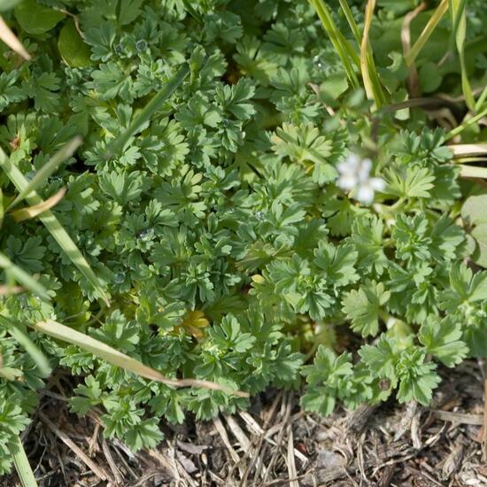 Equisetum arvense: Plant in habitat Road or Transportation in the NatureSpots App