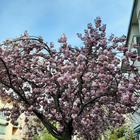 Prunus serrulata: Plant in habitat City and Urban in the NatureSpots App