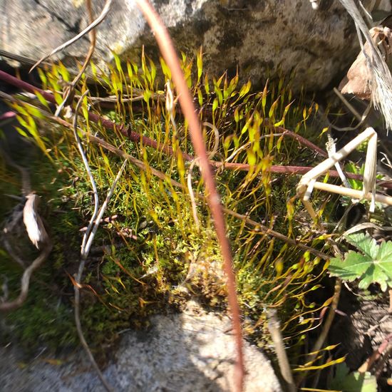 Moss: Plant in habitat Garden in the NatureSpots App