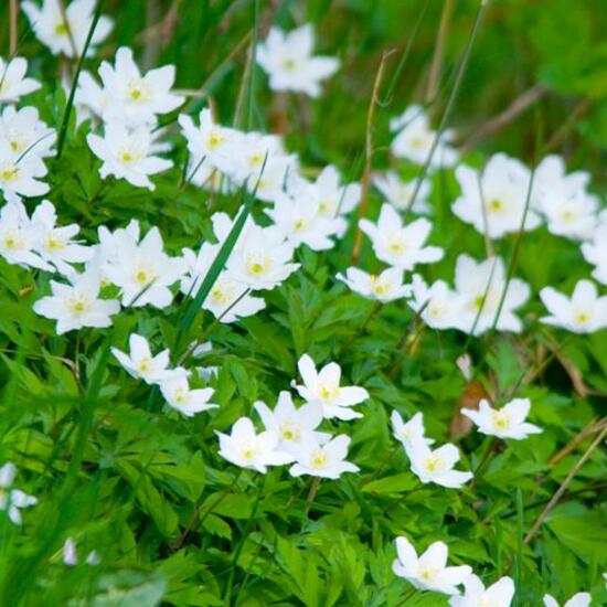 Buschwindröschen: Pflanze im Habitat Strasse/Verkehr in der NatureSpots App