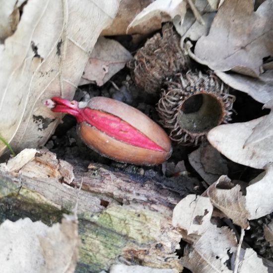 andere Art: Pflanze im Habitat Wald der gemäßigten Breiten in der NatureSpots App