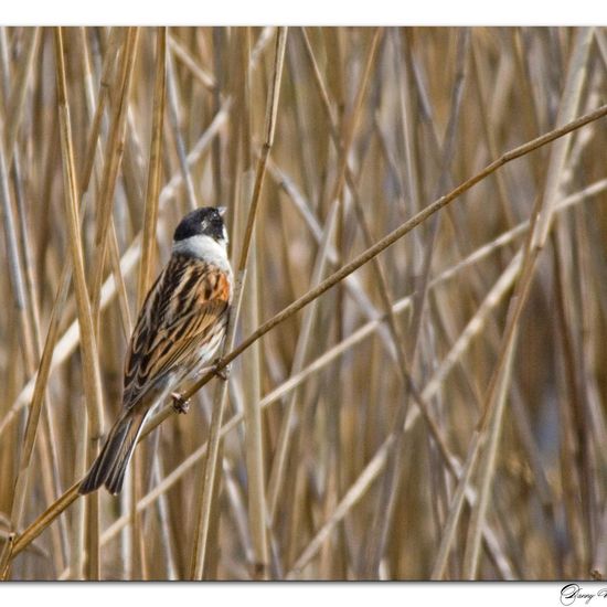 Reed Bunting: Animal in habitat Pond in the NatureSpots App