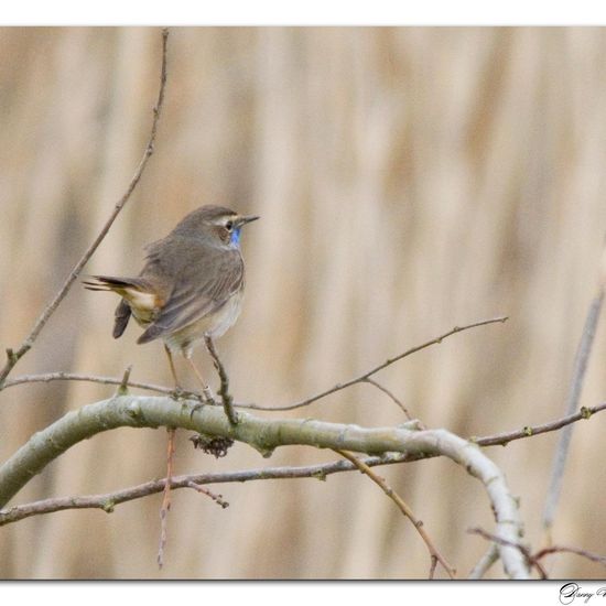 Bluethroat: Animal in habitat Pond in the NatureSpots App