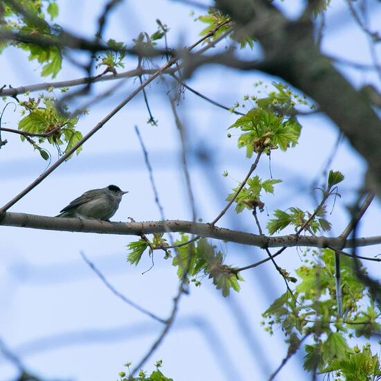 Eurasian Blackcap: Animal in nature in the NatureSpots App