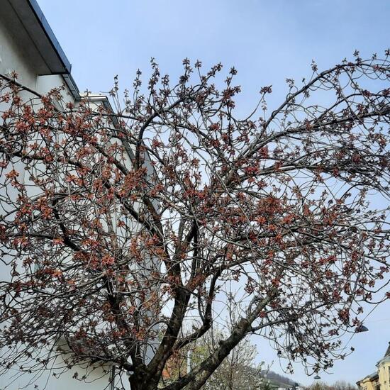 Prunus serrulata: Plant in nature in the NatureSpots App