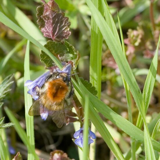 Bombus pascuorum: Animal in habitat Grassland in the NatureSpots App