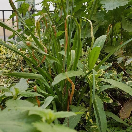 Landschaft: Stadt und Garten im Habitat Hecke/Blumenbeet in der NatureSpots App