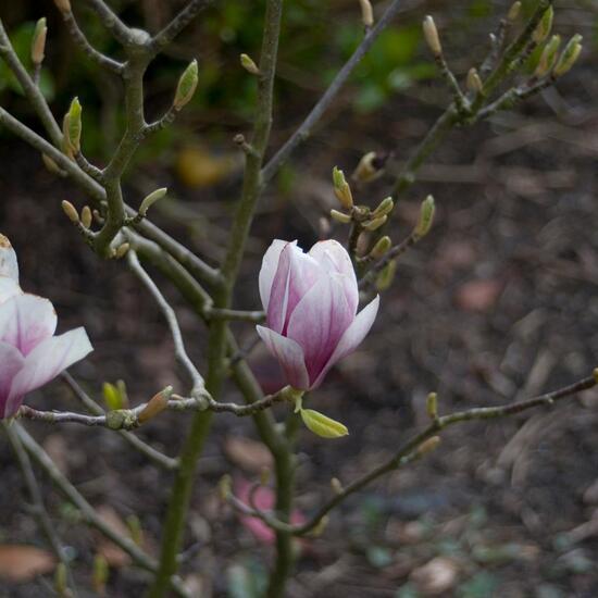 Magnolia primigenia: Pflanze im Habitat Garten in der NatureSpots App