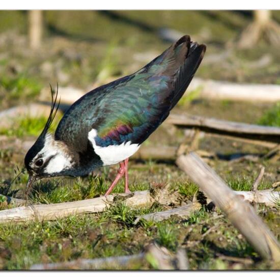 Northern Lapwing: Animal in habitat Crop cultivation in the NatureSpots App