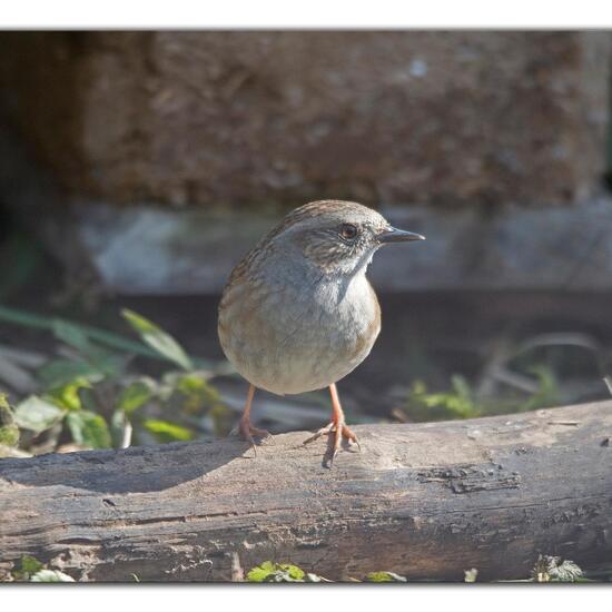 Dunnock: Animal in habitat Garden in the NatureSpots App