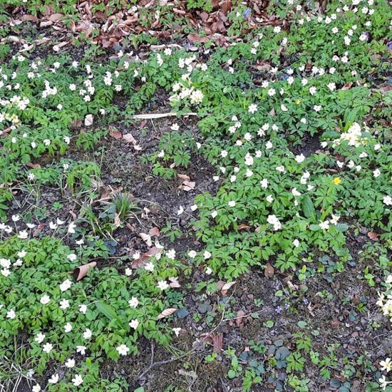 Buschwindröschen: Pflanze in der Natur in der NatureSpots App