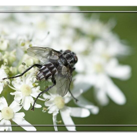 Moschusa: Tier im Habitat Grasland und Büsche in der NatureSpots App