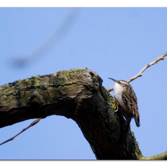 Short-toed Treecreeper: Animal in habitat Backyard in the NatureSpots App