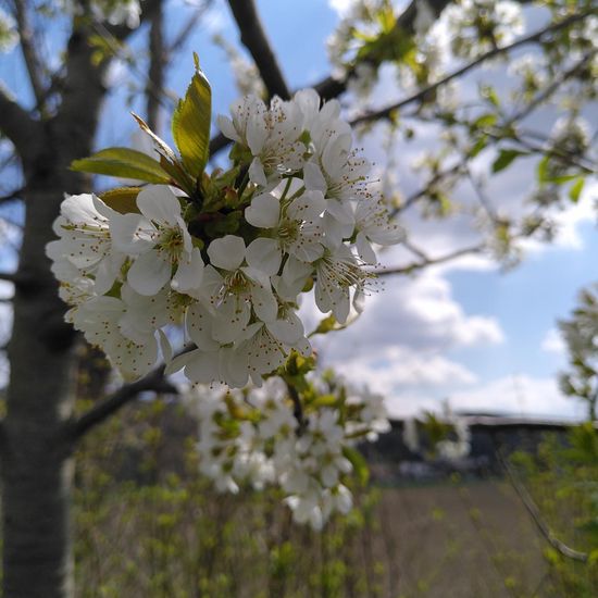 Vogel-Kirsche: Pflanze im Habitat Ackerrandstreifen in der NatureSpots App