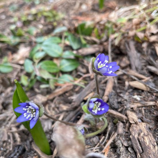 Hepatica transsilvanica: Plant in nature in the NatureSpots App