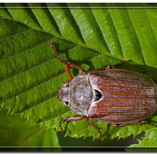 Feldmaikäfer: Tier im Habitat Garten in der NatureSpots App