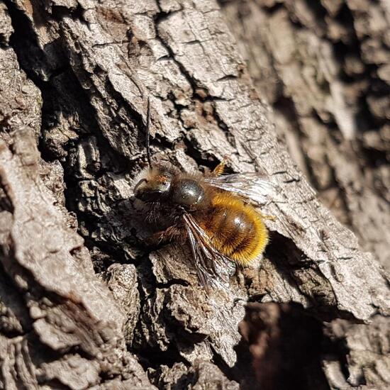 Gehörnte Mauerbiene: Tier im Habitat Park in der NatureSpots App