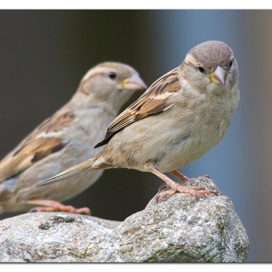 House Sparrow: Animal in habitat Garden in the NatureSpots App