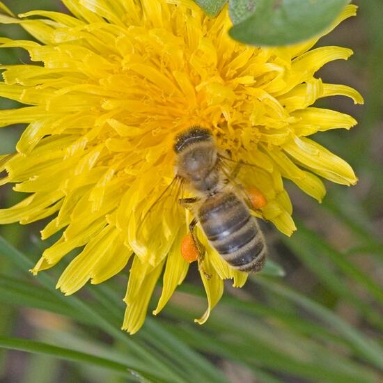 Apis mellifera: Animal in habitat Park in the NatureSpots App