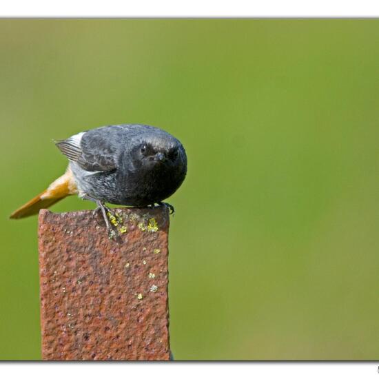 Black Redstart: Animal in habitat Backyard in the NatureSpots App