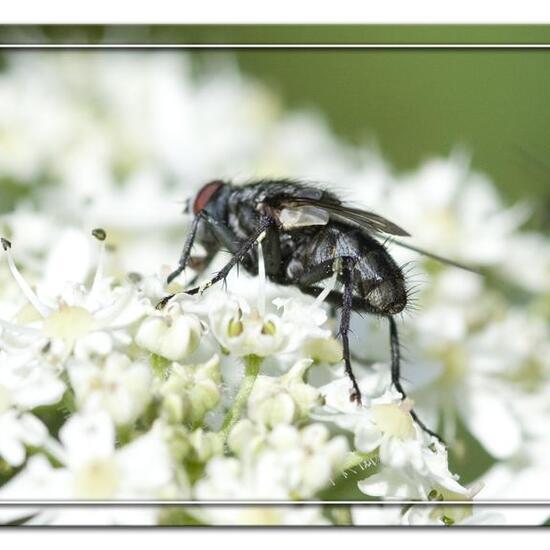 Moschusa: Tier im Habitat Grasland und Büsche in der NatureSpots App