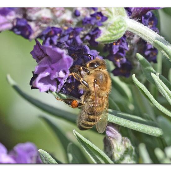 Westliche Honigbiene: Tier im Habitat Garten in der NatureSpots App