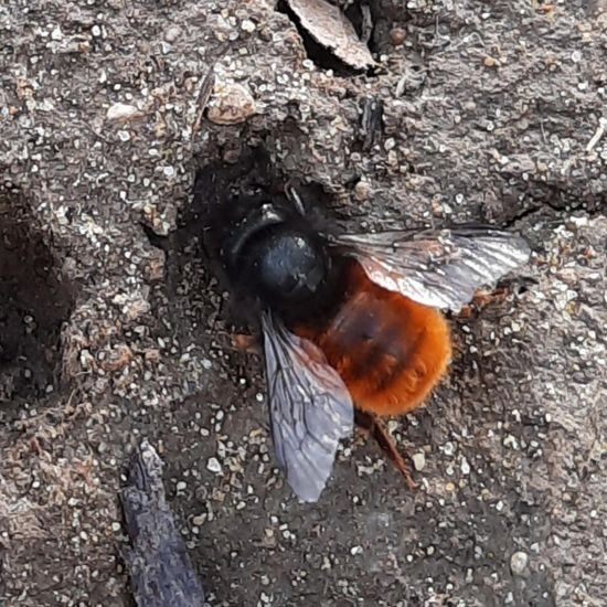 Gehörnte Mauerbiene: Tier in der Natur in der NatureSpots App