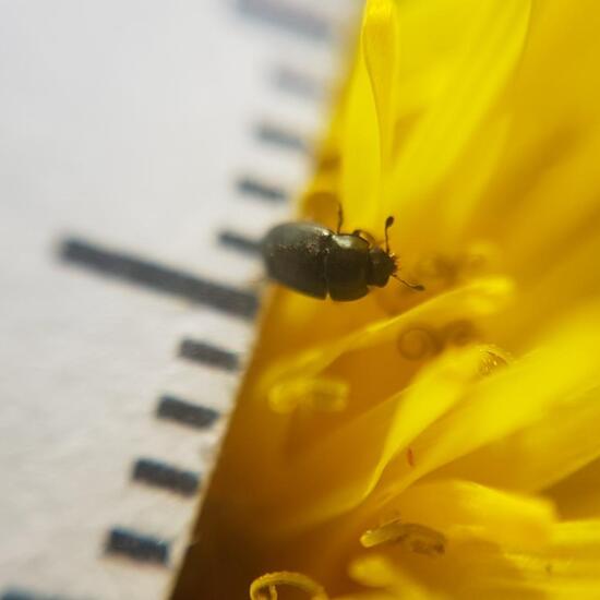 Coleoptera: Animal in habitat Park in the NatureSpots App