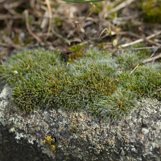 Grimmia pulvinata: Plant in habitat Road or Transportation in the NatureSpots App