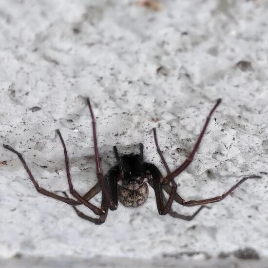 Große Winkelspinne: Tier im Habitat Garten in der NatureSpots App