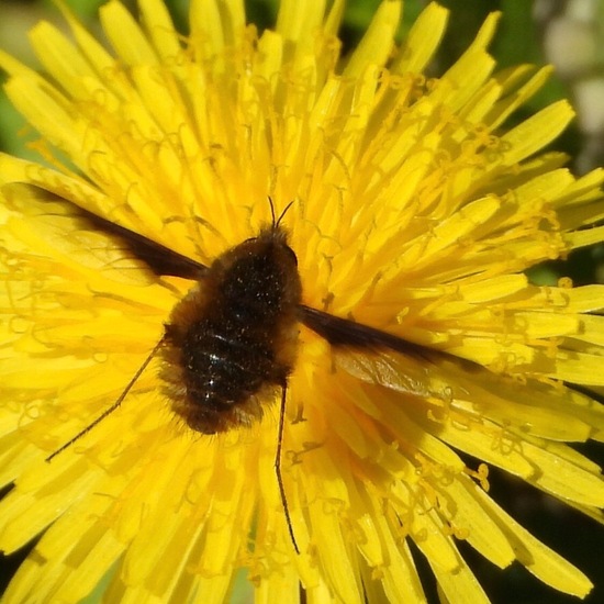 Eine unbekannte Art: Tier im Habitat Naturnahe Wiese in der NatureSpots App